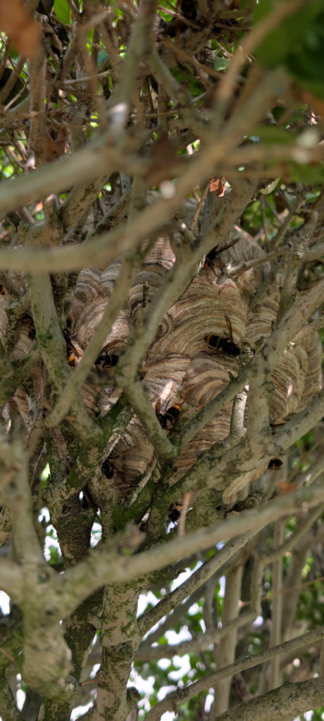Nestentfernung – 28.07.2026