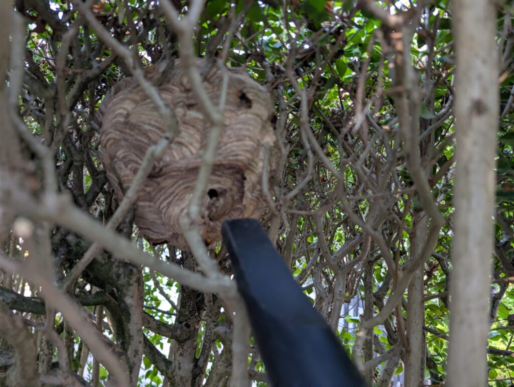 Nestentfernung – 28.07.2026