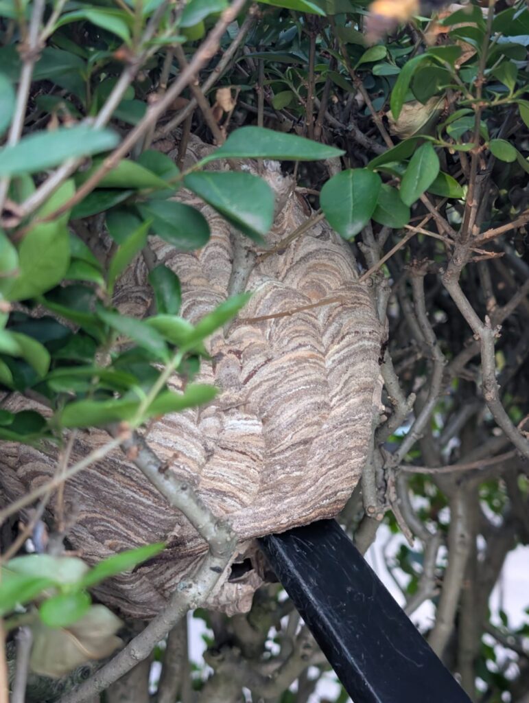 Nestentfernung – 28.07.2026