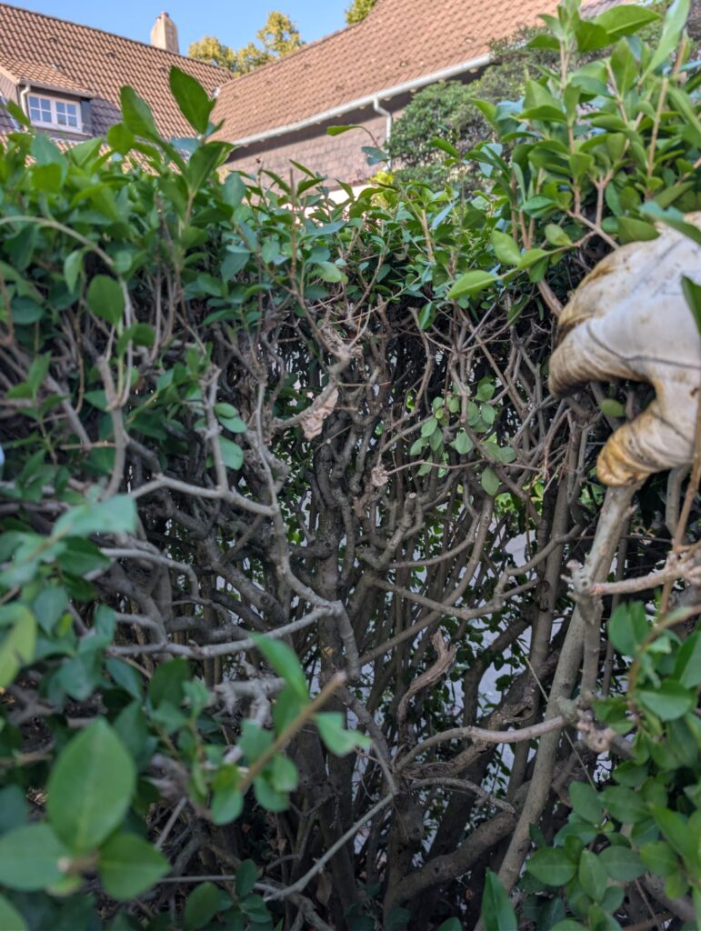 Nestentfernung – 28.07.2026