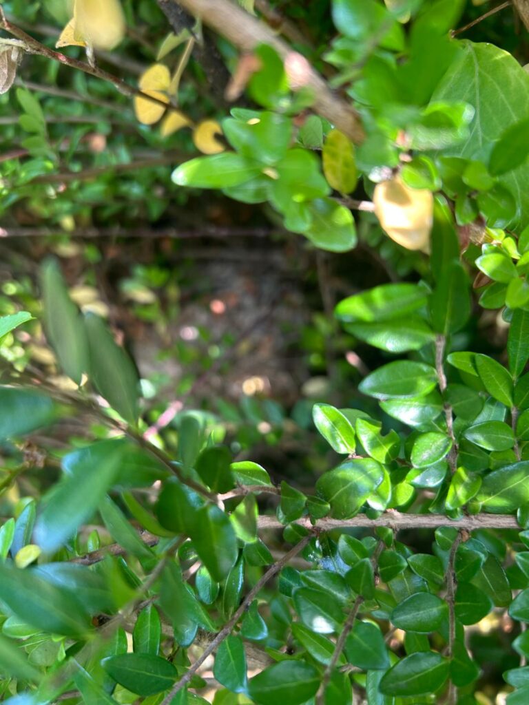 Nestentfernung – 30.07.2026