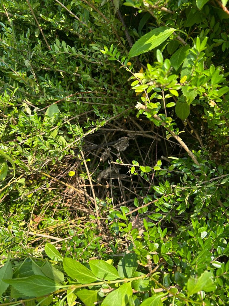 Nestentfernung – 30.07.2026