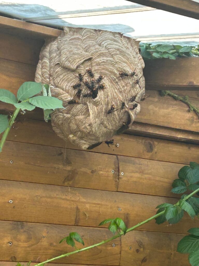 Nestentfernung – 31.07.2026
