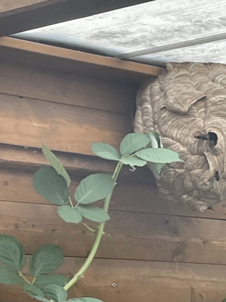 Nestentfernung – 31.07.2026