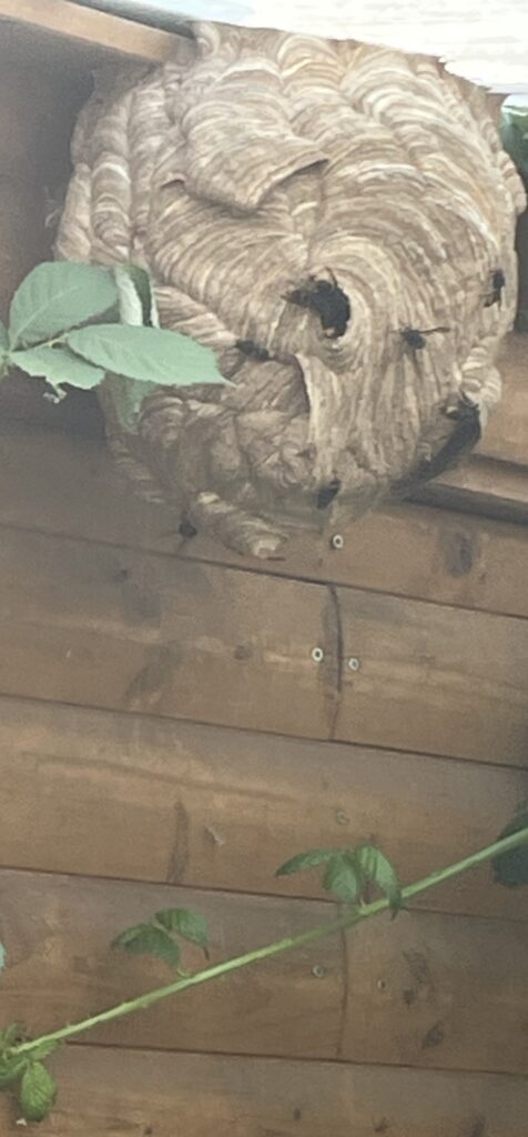 Nestentfernung – 31.07.2026