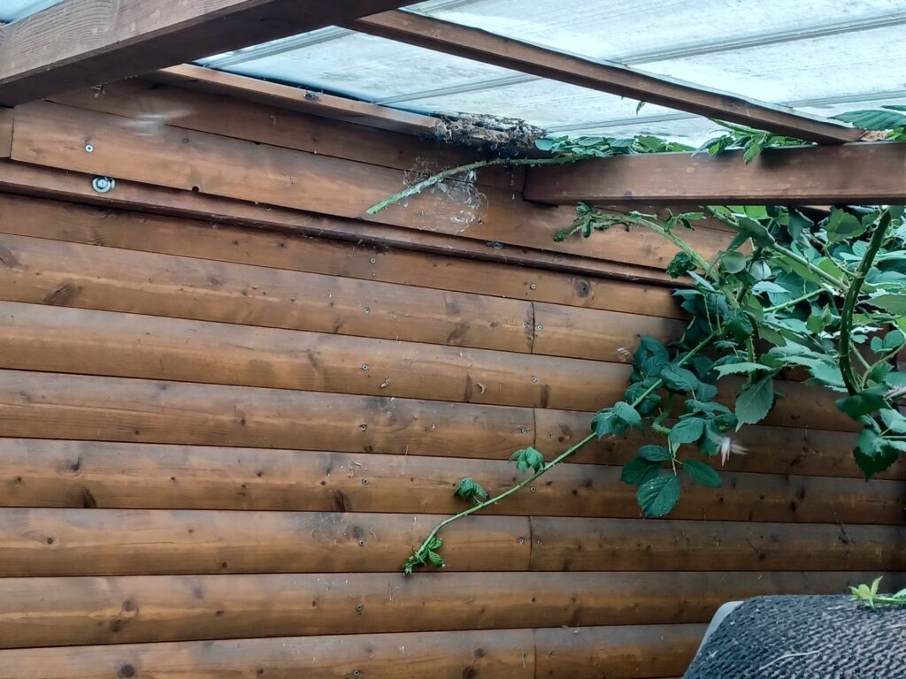 Nestentfernung – 31.07.2026