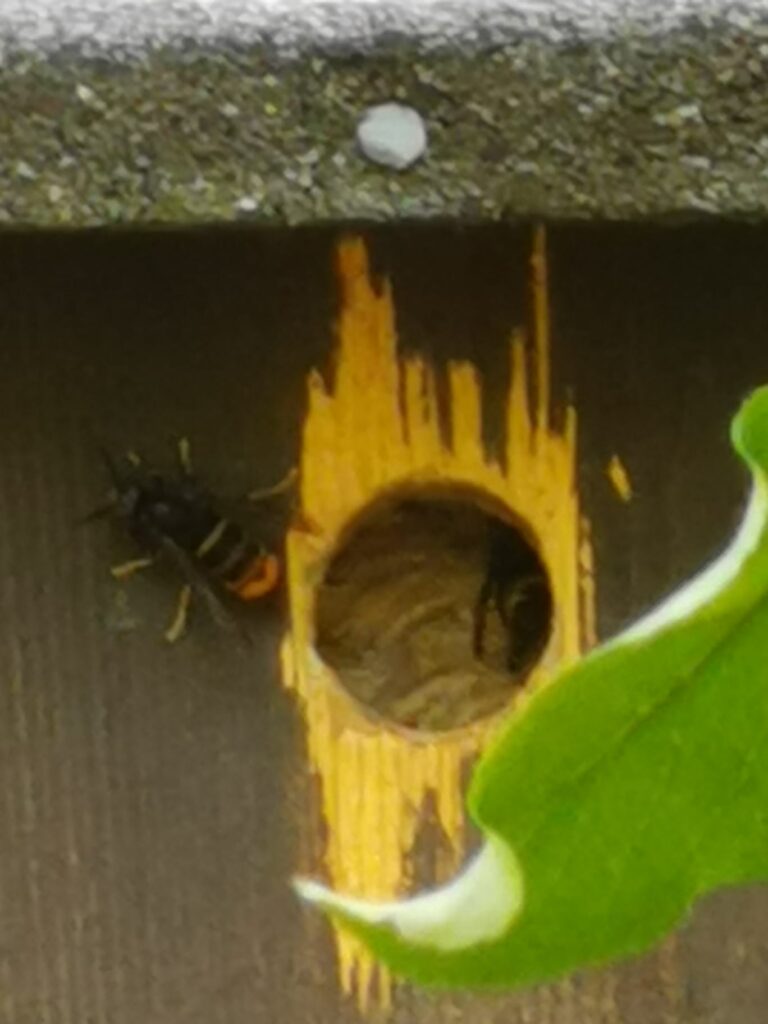 Nestentfernung – 01.08.2026