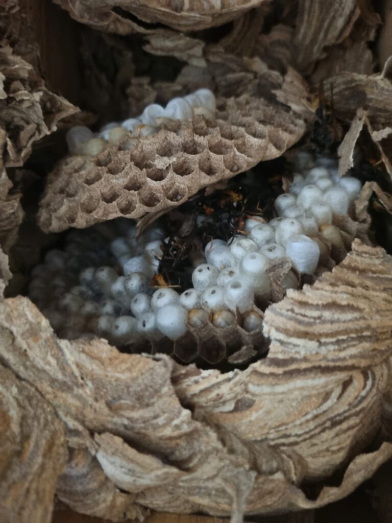 Nestentfernung – 01.08.2026