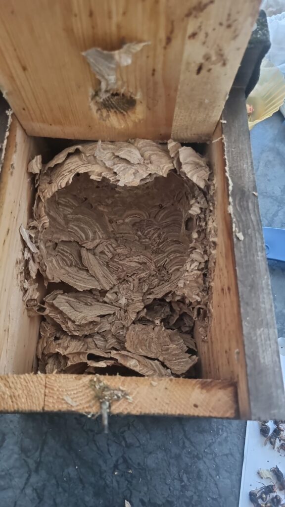 Nestentfernung – 01.08.2026