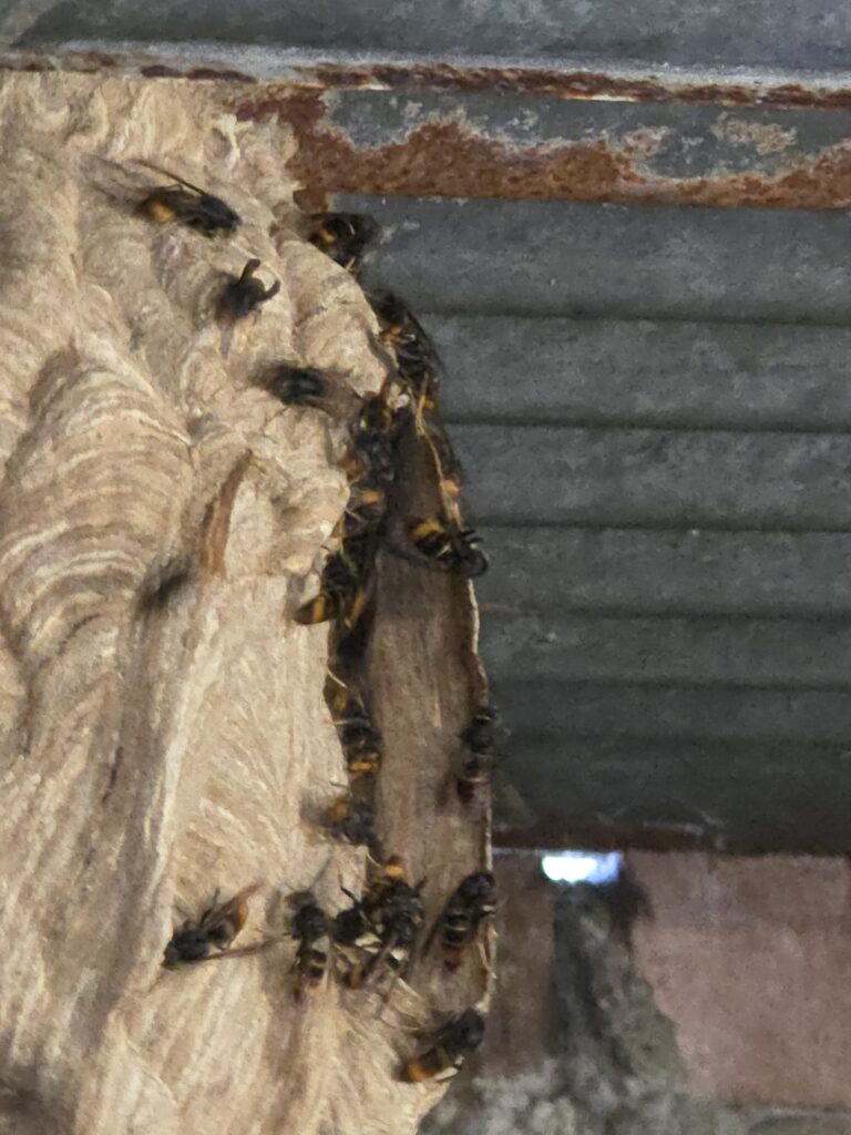 Nestentfernung – 01.08.2026