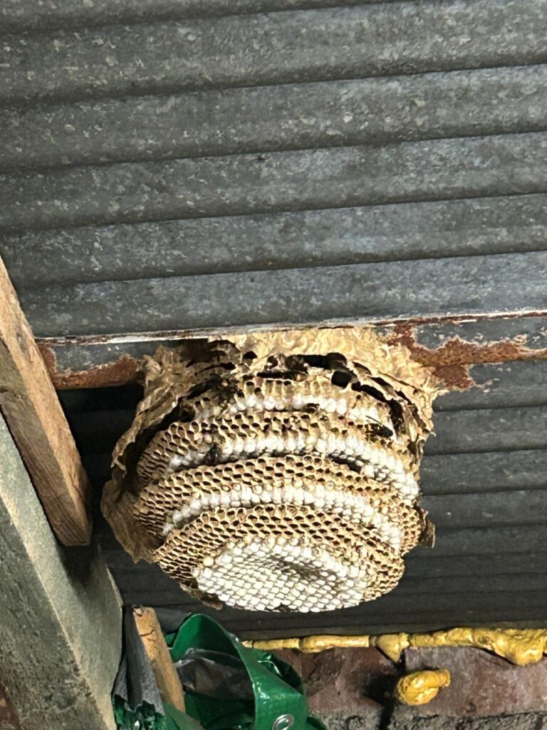 Nestentfernung – 01.08.2026