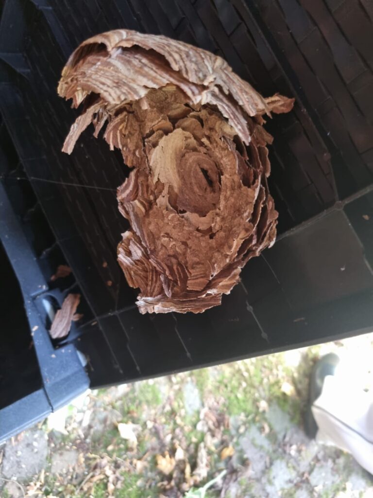 Nestentfernung – 04.08.2026
