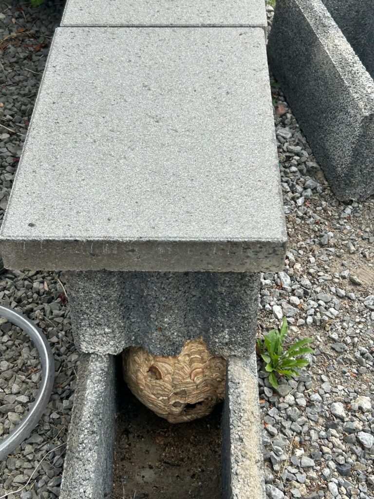 Nestentfernung – 04.08.2026