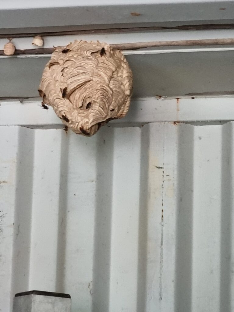 Nestentfernung – 04.08.2026