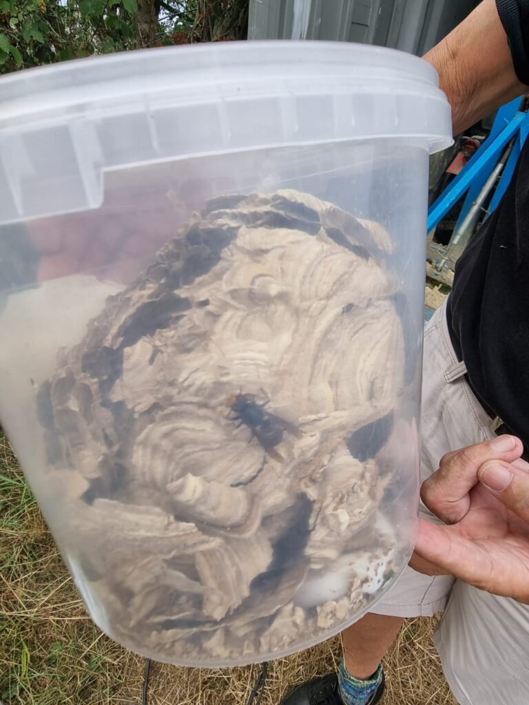 Nestentfernung – 04.08.2026