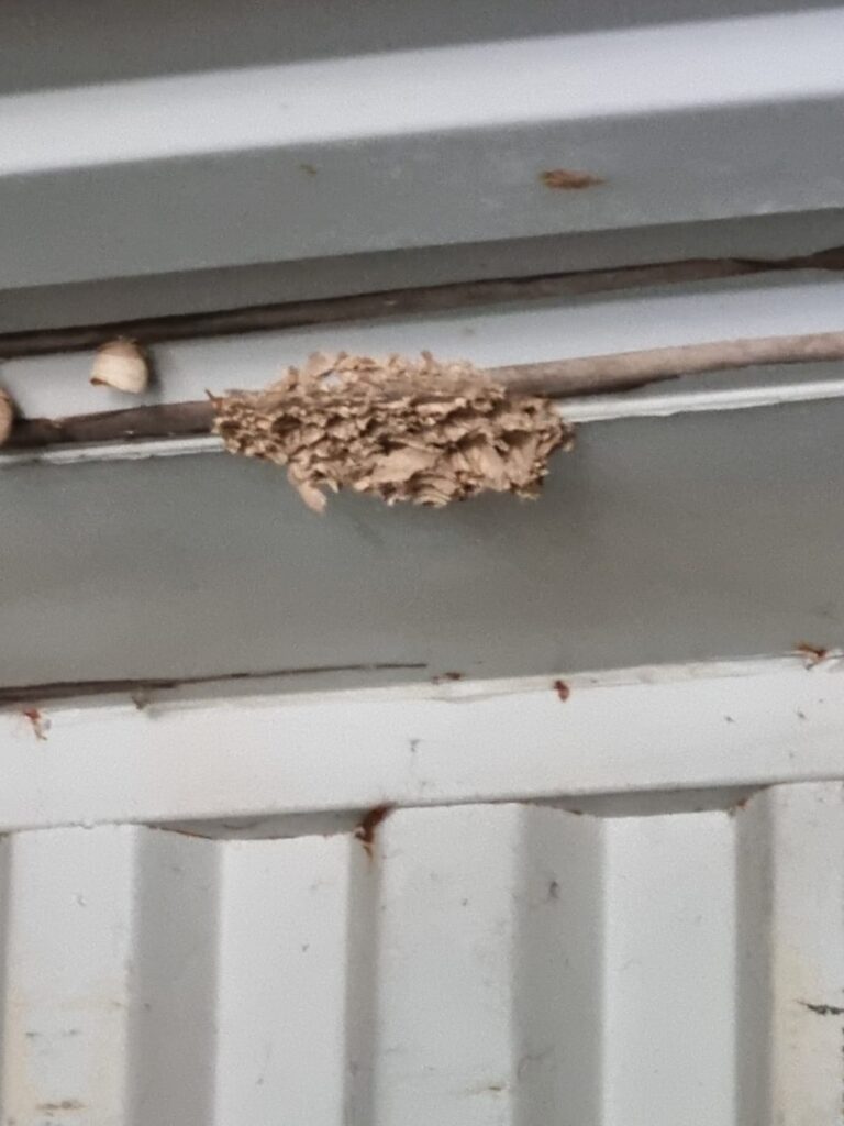 Nestentfernung – 04.08.2026