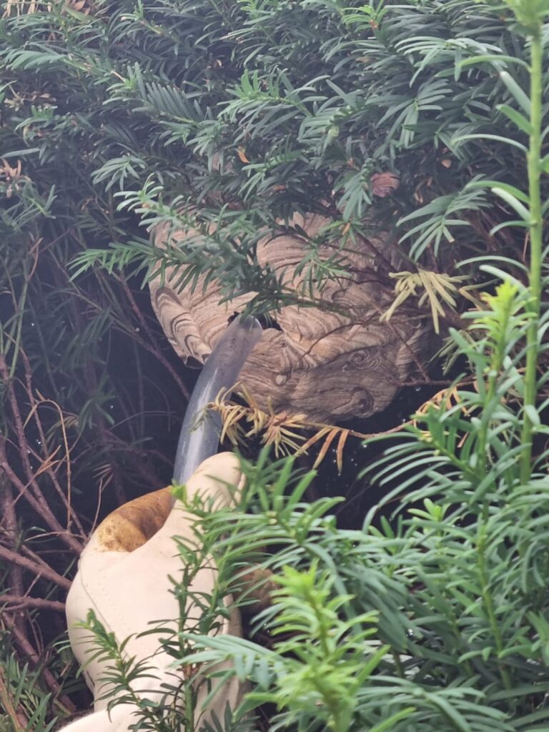 Nestentfernung – 04.08.2026