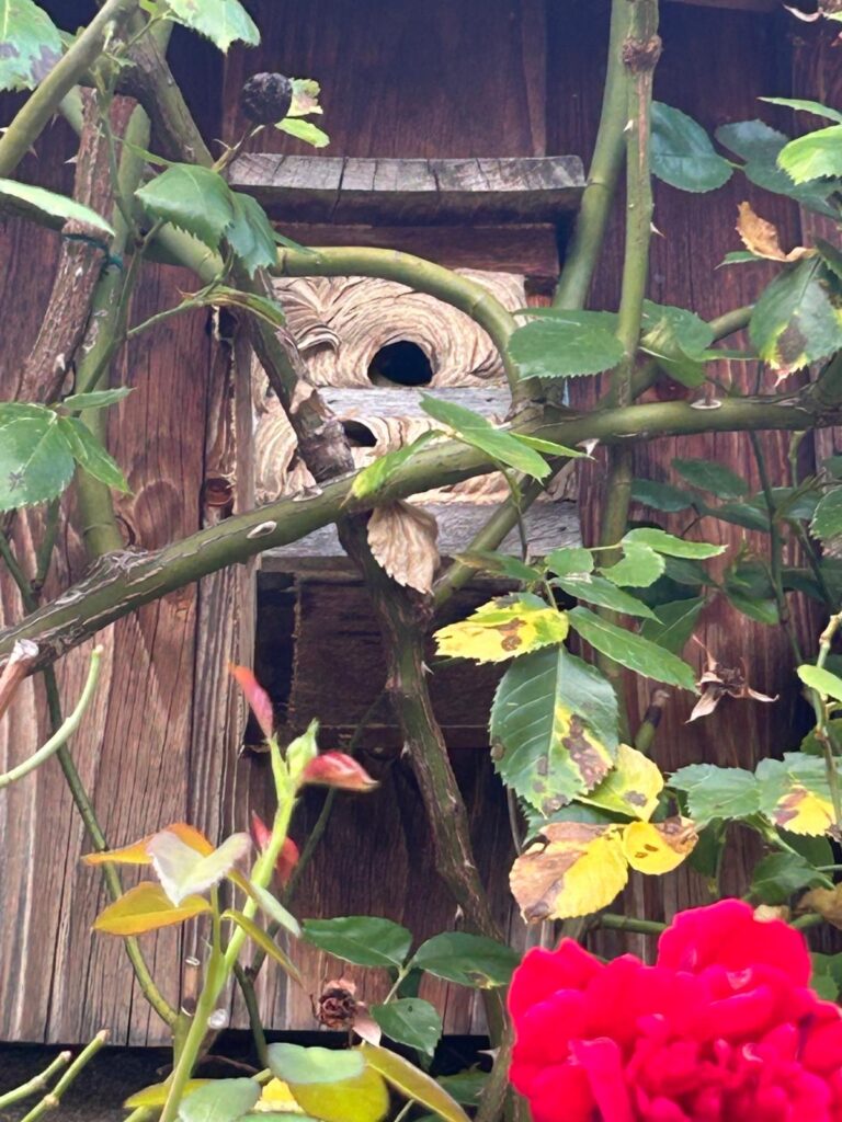 Nestentfernung – 05.08.2026