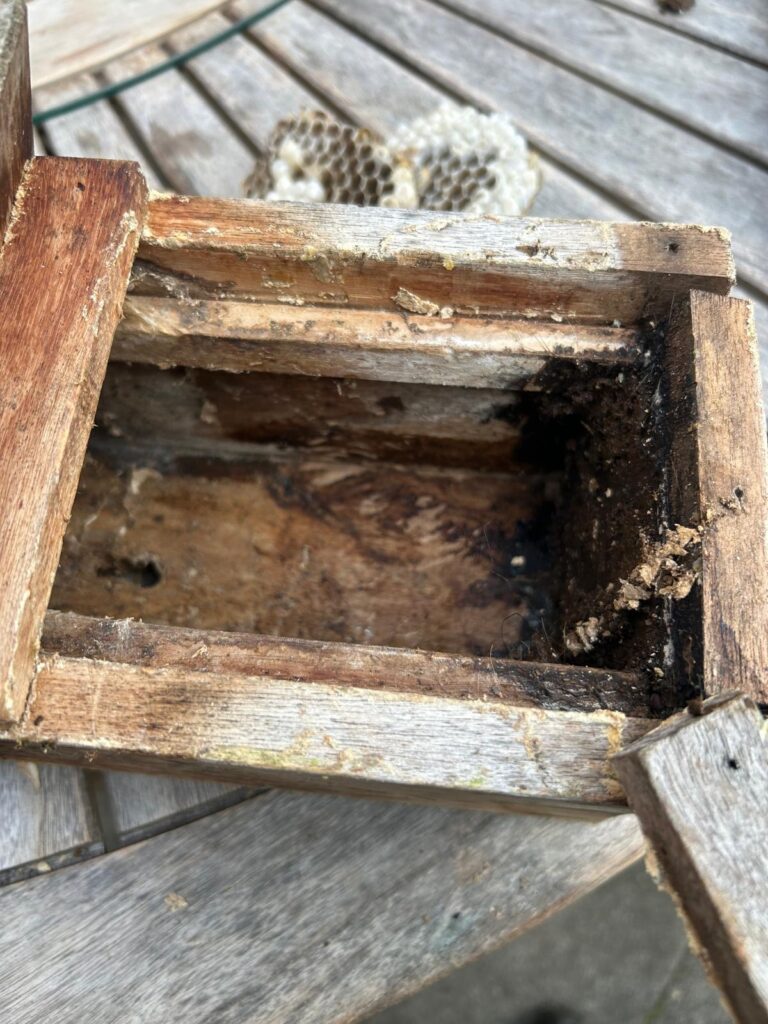 Nestentfernung – 05.08.2026