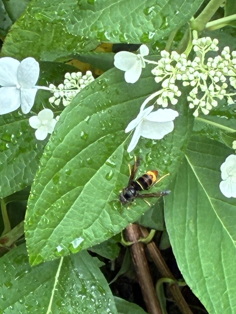 Sichtung – 05.08.2026