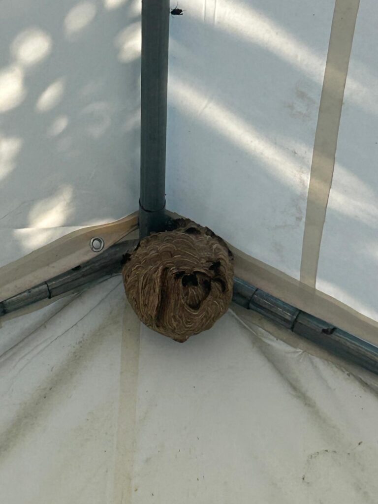 Nestentfernung – 11.08.2026