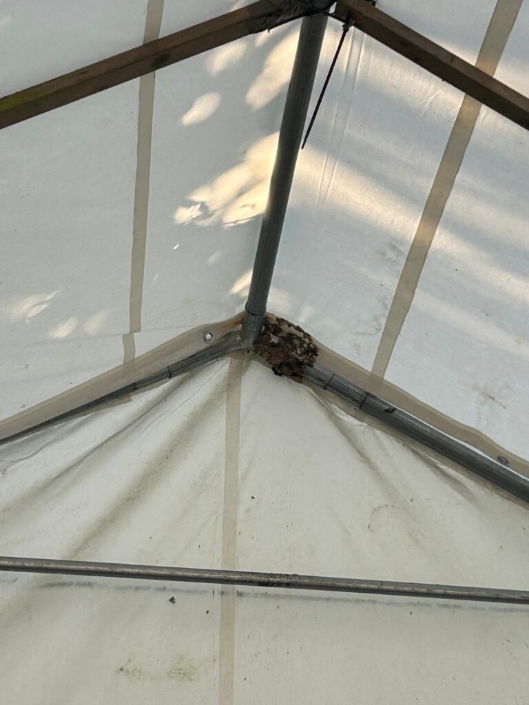 Nestentfernung – 11.08.2026