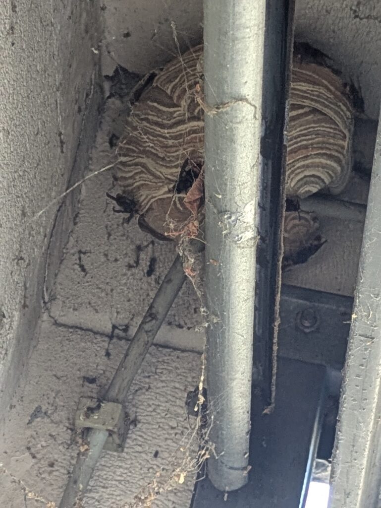 Nestentfernung – 11.08.2026