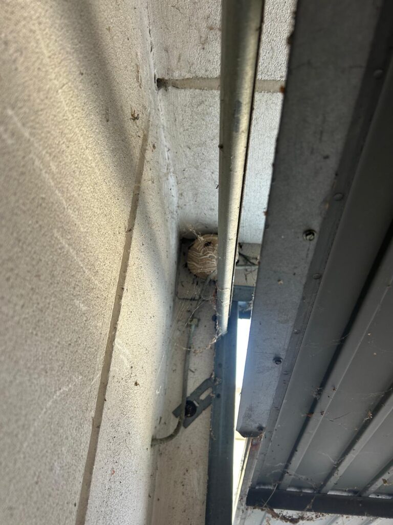 Nestentfernung – 11.08.2026