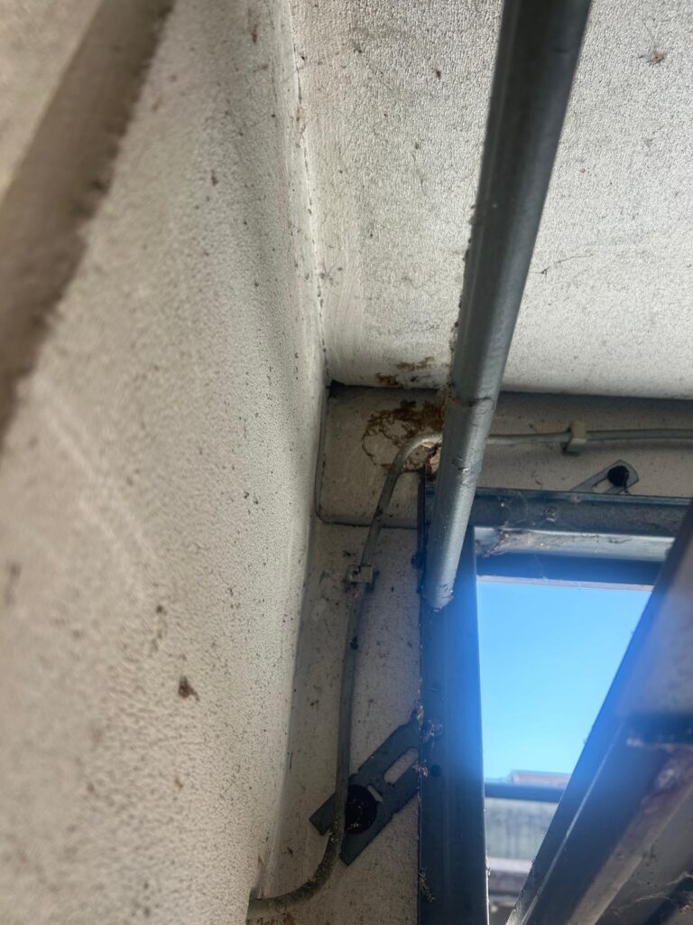 Nestentfernung – 11.08.2026