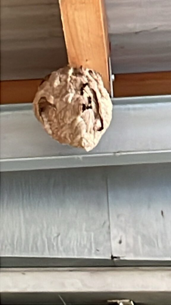 Nestentfernung – 11.08.2026