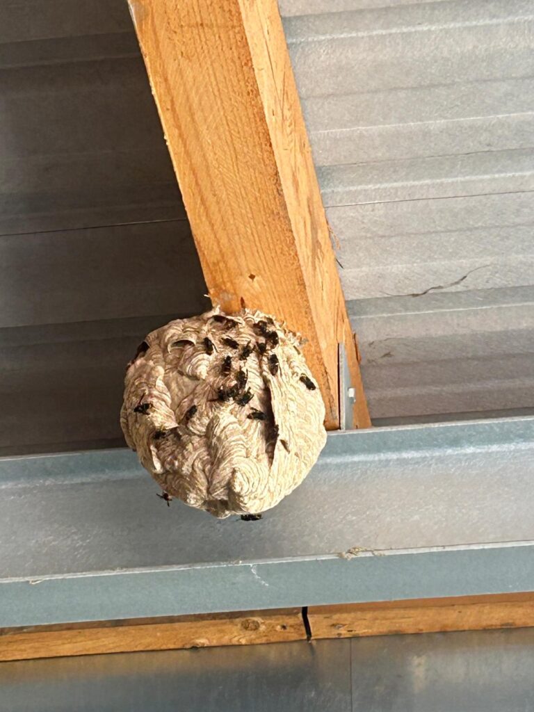 Nestentfernung – 11.08.2026